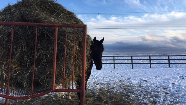 【今日のシュシュブリーズ】12月20日