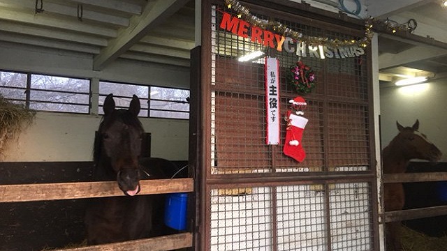 【今日のシュシュブリーズ】12月25日