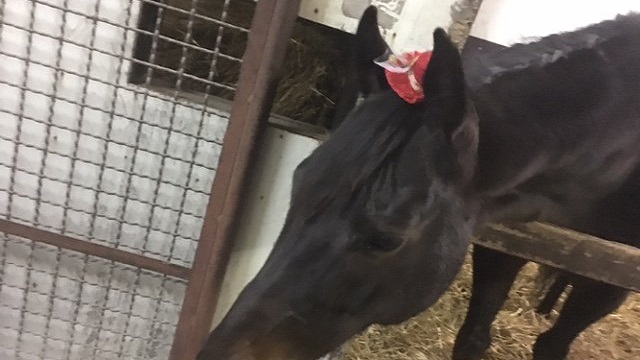 【今日のシュシュブリーズ】12月26日