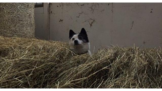 【今日のシュシュブリーズ】12月28日