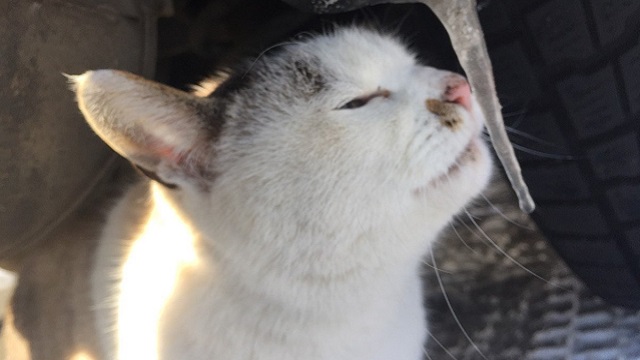 【今日のシュシュブリーズ】2月22日