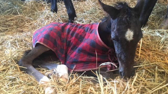 【今日のシュシュブリーズ】2月28日