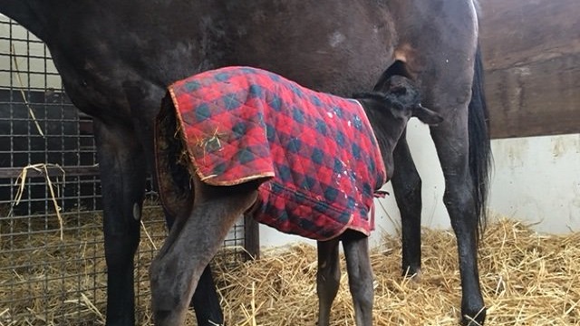 【今日のシュシュブリーズ】3月1日