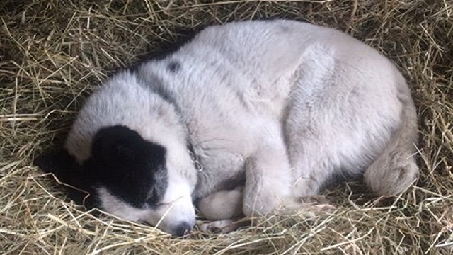 【今日のシュシュブリーズ】4月11日
