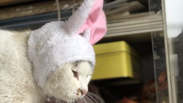 【今日のシュシュブリーズ】6月13日