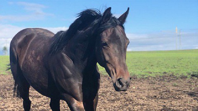 【今日のシュシュブリーズ】6月15日