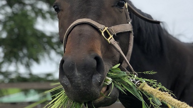 【今日のシュシュブリーズ】6月22日