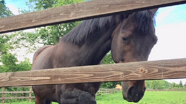 【今日のシュシュブリーズ】6月25日
