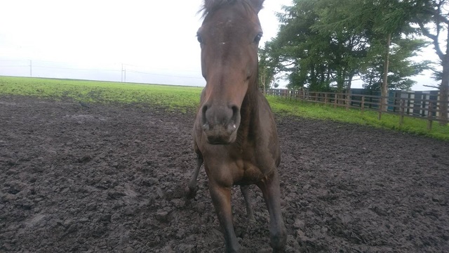 【今日のシュシュブリーズ】7月17日