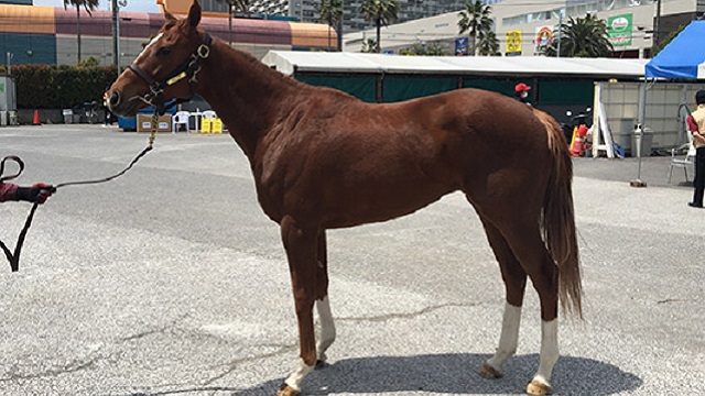 ファニーフラッシュの調教師に会いに行こう