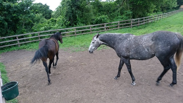 【今日のシュシュブリーズ】8月9日