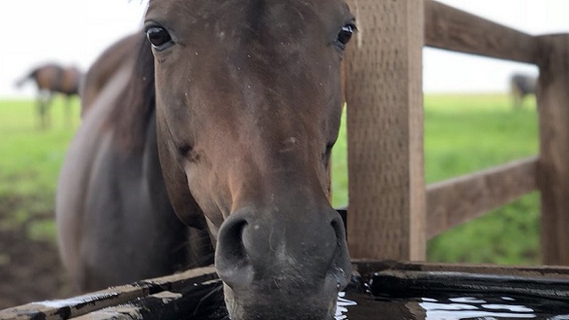 【今日のシュシュブリーズ】8月15日