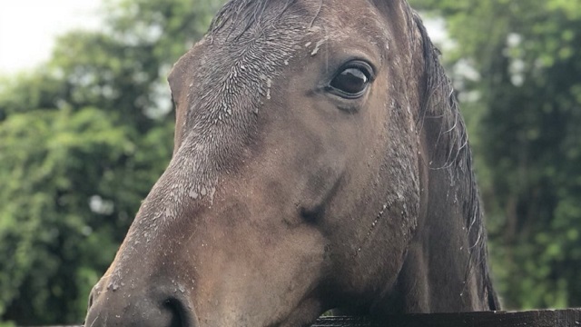 【今日のシュシュブリーズ】8月17日