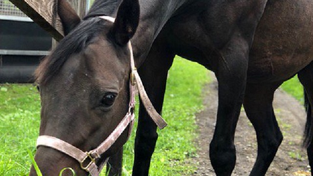 【今日のシュシュブリーズ】8月29日