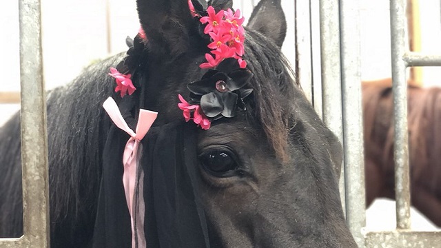 【今日のシュシュブリーズ】10月31日