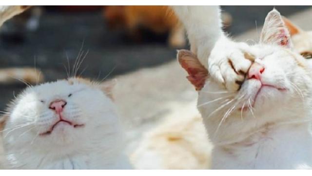 【動画】助けてくれた友を踏み台にしてしまう・・・人生の縮図すぎて辛いｗｗ