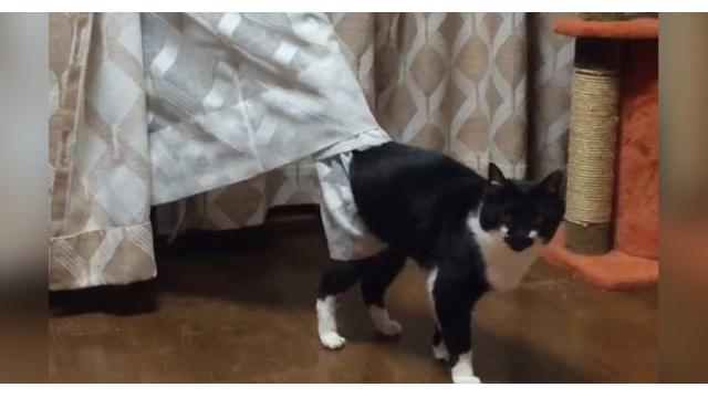 【動画】カーテンに絡まって動けないまぬけな猫が可愛すぎるwww