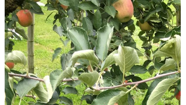 【会員】雑記リンゴ