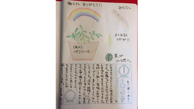 【絵日記】サマームスカリさんを育てよう（DAY22～DAY28）