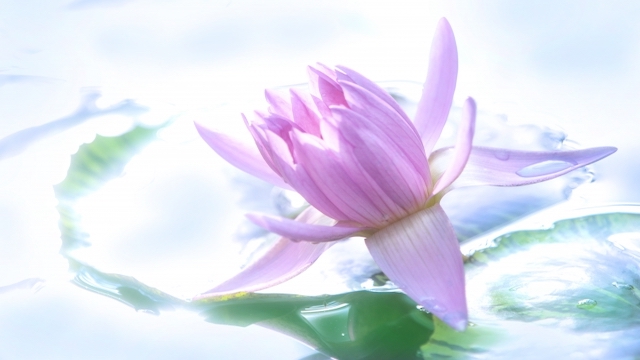 Member blog （2021.10.04 更新）