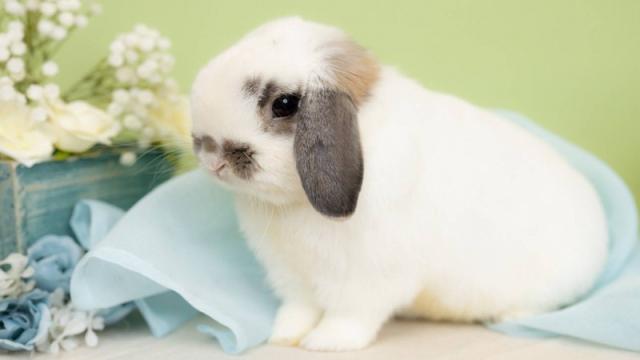 【会員限定記事】るんちゃん成長記【４歳の誕生日】