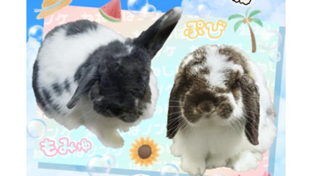 【会員限定記事】残暑見舞い企画【ネットプリントプレゼント】