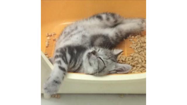 突発チャンネルプラベじゃよ