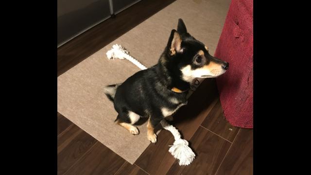 ニコニコ動画初投稿