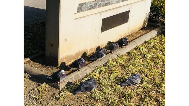 【活動報告】2/14 勝どき駅前 with はとさん