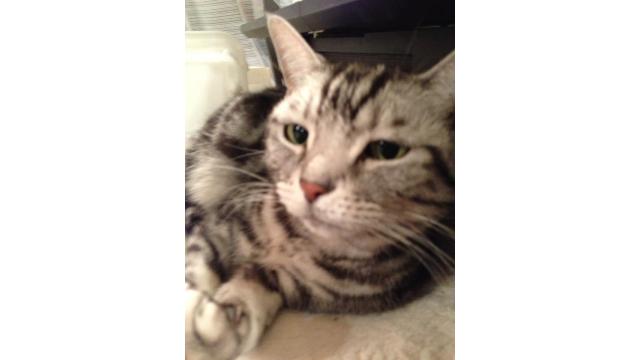 【活動報告】3/30 浜町～　声なき声、小さな家族の動物たちのために