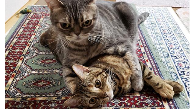 運営の猫を紹介します！