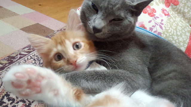 にゃんコンテスト2019作品紹介１＜なかよしねこ写真部門＞