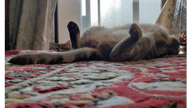 最終回 運営の猫を紹介します！