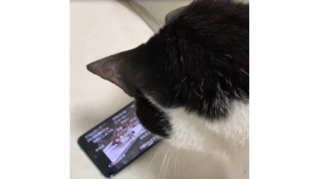 猫の日は猫に感謝する日である。猫のために猫が楽しめる動画を教えてください。