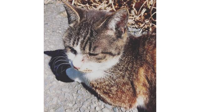 宮城県の観光地をご紹介♡。・゜