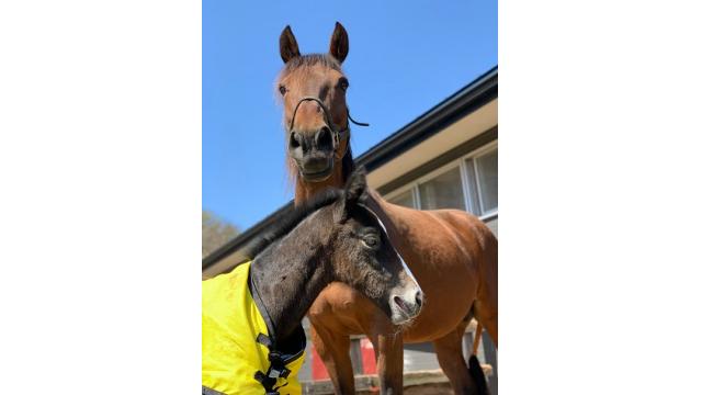 2021年度種付けと新種牡馬