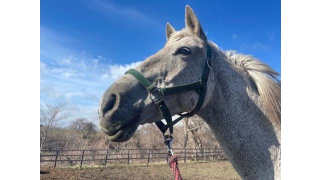 【公開資料】1686年 ジェナスからナオミへの手紙ニフルト!! ブロマガ