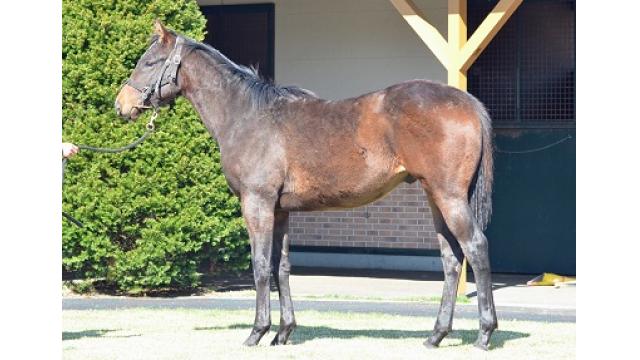 土曜日の競馬