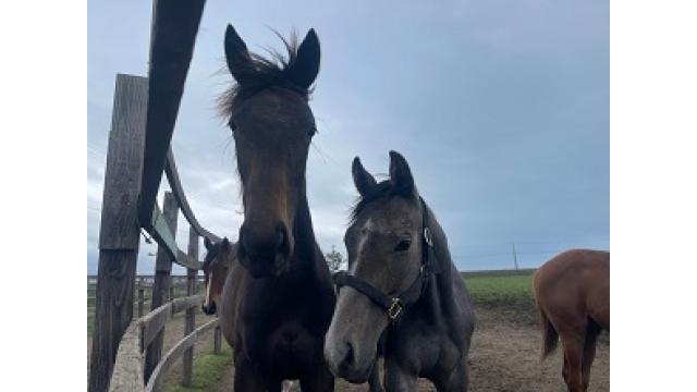 いろいろなボロ