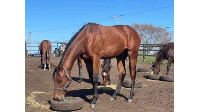 繁殖牝馬の管理