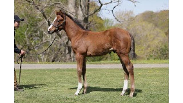 弊社上場馬紹介：レポゼッション２０２１