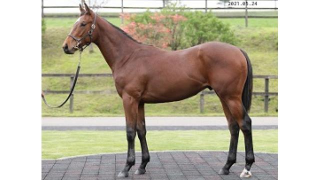 弊社上場馬紹介：ピンクガーター２０２0