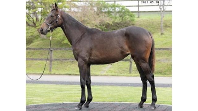 弊社上場馬紹介：ウィズザフロウ２０２0