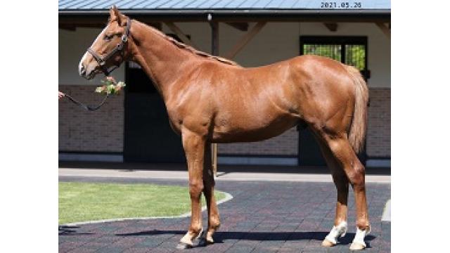 弊社上場馬紹介：ムツミマーベラス２０２0