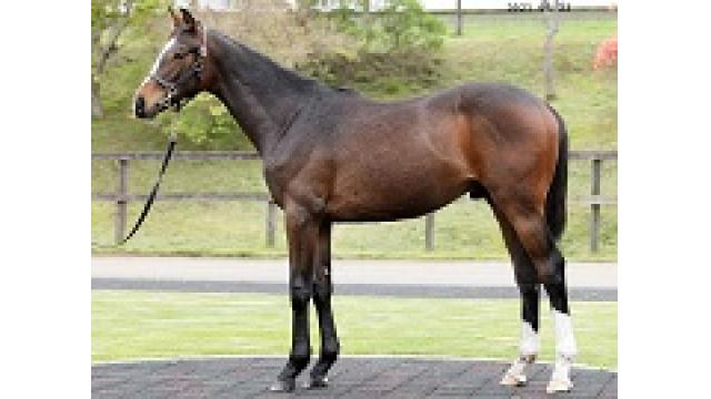 弊社上場馬紹介：フォーシンズ２０２0