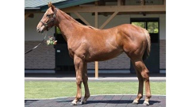 弊社上場馬紹介：トールディクイント２０２0