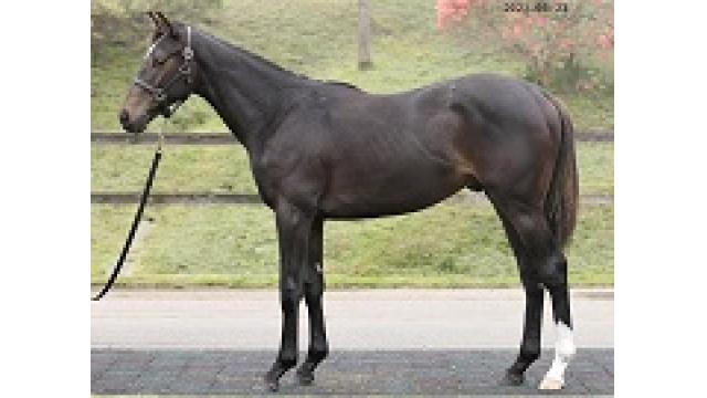 弊社上場馬紹介：ルレシャンテ２０２0