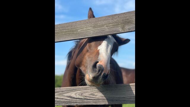 削蹄、馴致、掃除刈り