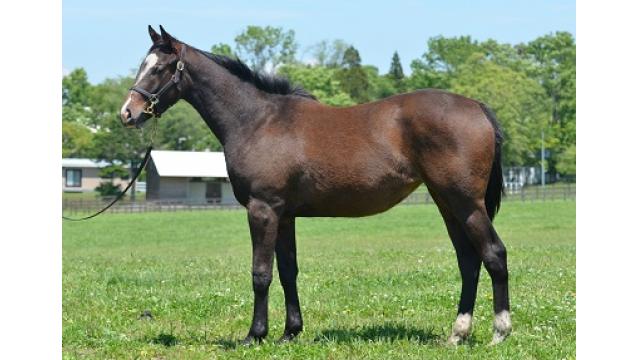 馬を前にだしたり後ろに下げたり