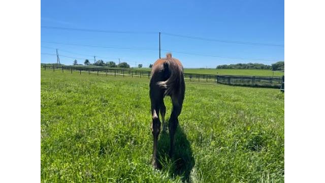 習志野きらっとスプリント